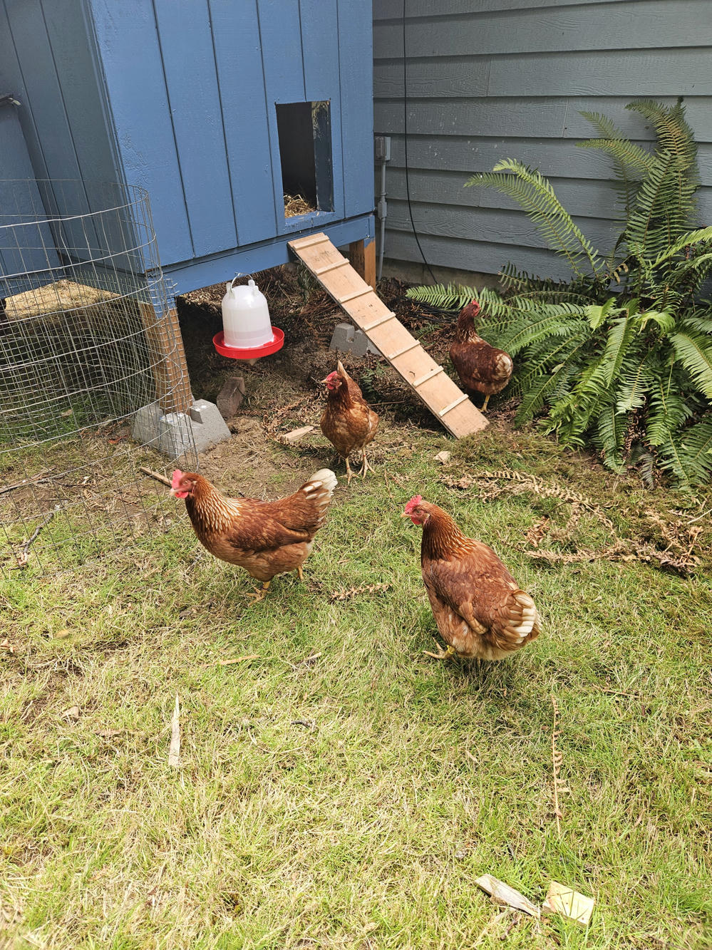 Four of five chickens