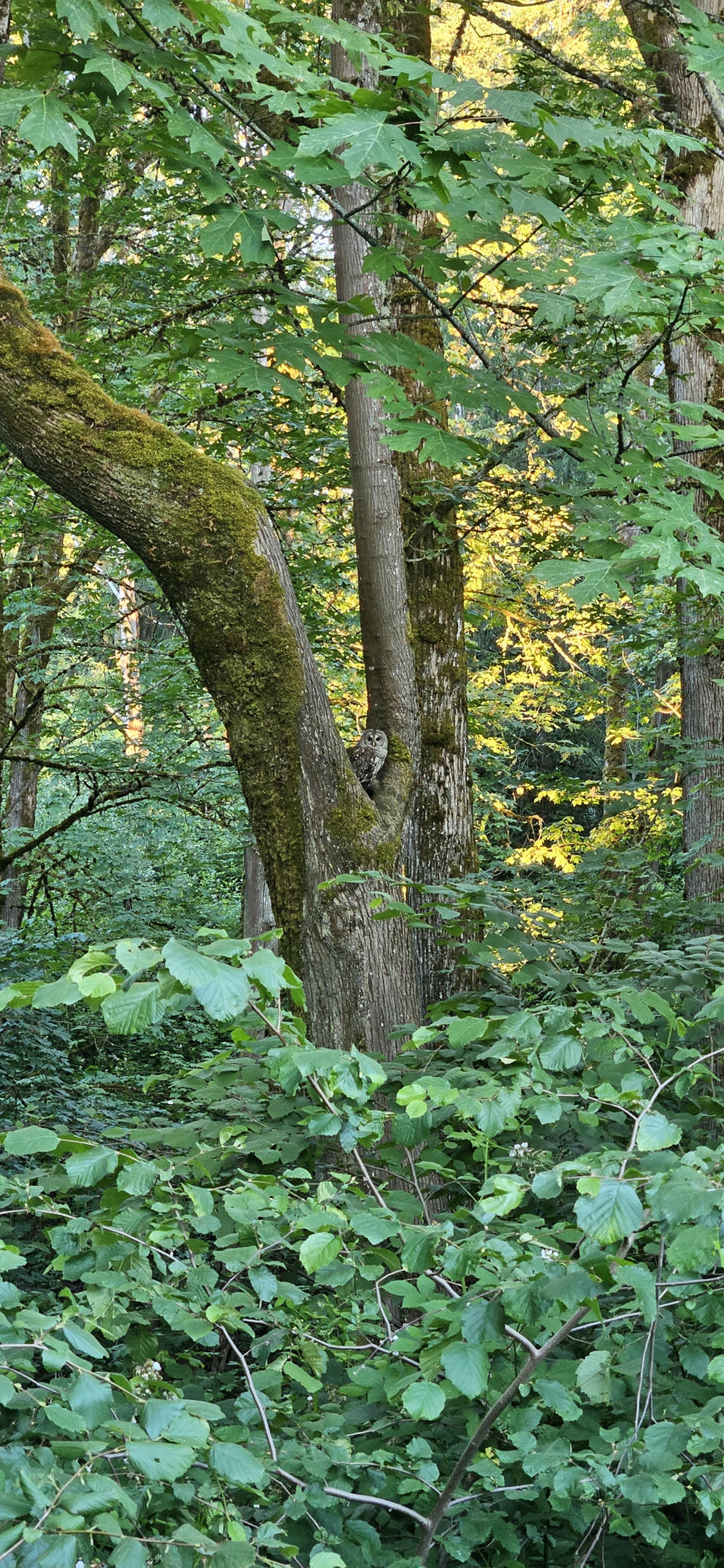 owl in tree
